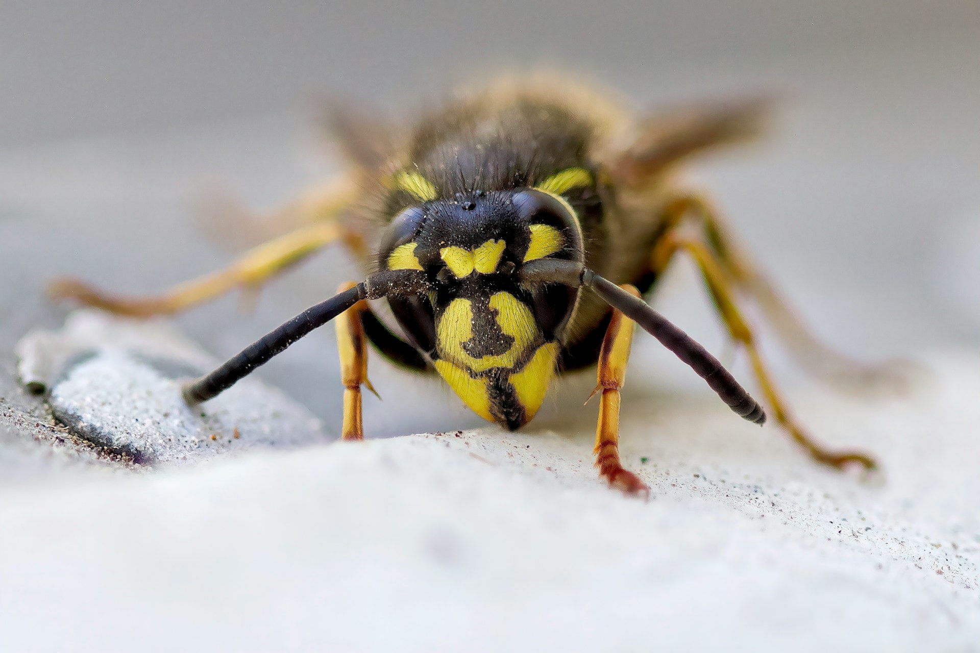 Graafwespen in je tuin: wat ze zijn en wat je eraan kunt doen